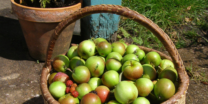 Basket of Apples Basket of Apples
