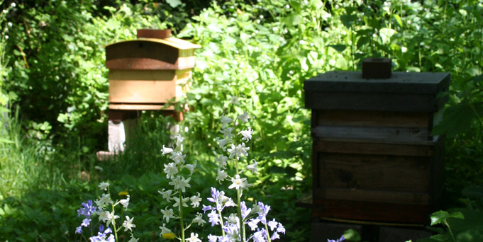Beehives and bluebells Beehives and bluebells