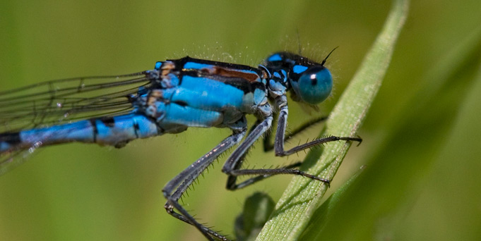 Damselfly Damselfly