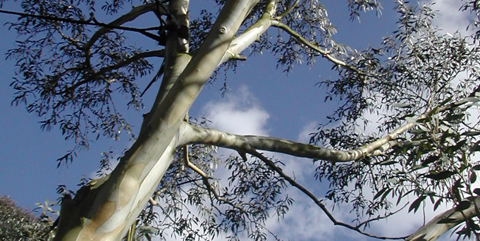 681_eucalyptus 681_eucalyptus