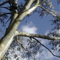 681_eucalyptus 681_eucalyptus