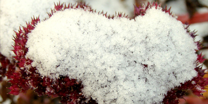 Sedum Spectable JF Sedum Spectable JF