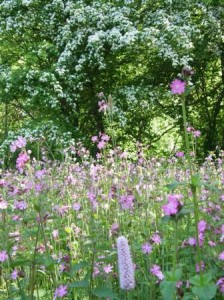 Red Campion in the Summer Meadow, Martineau Gardens