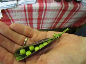 Gardeners' bounty - peas fresh from the pod