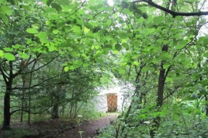 The Yurt, glimpsed through woodland