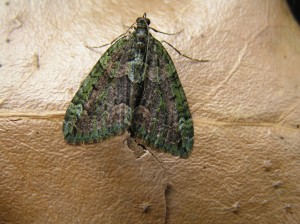 Red-Green Carpet Moth, identified on a Moth Trapping Survey
