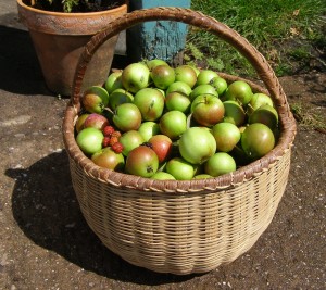 Apples, freshly picked