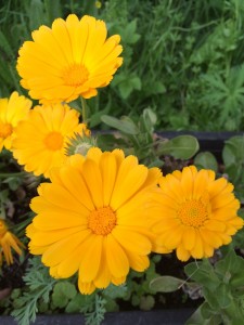 Calendula (pot marigold) growing in the Herb Beds at Martineau Gardens