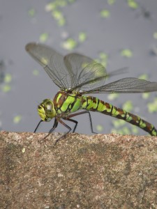 Southern Hawker Dragonfly    photocredit: B Perry