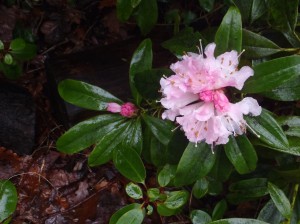 Rhododendron, by J Fletcher