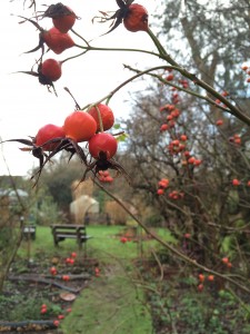 Rosehips on the Sundial Lawn, S Hill-Daniel
