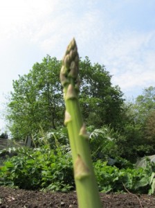 The mighty asparagus spear