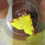 Yellow brimstone moth, recorded one summer