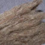 Sheep's wool close up