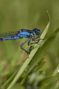 A damselfly basking in sunshine by the pond, at Martineau Gardens
